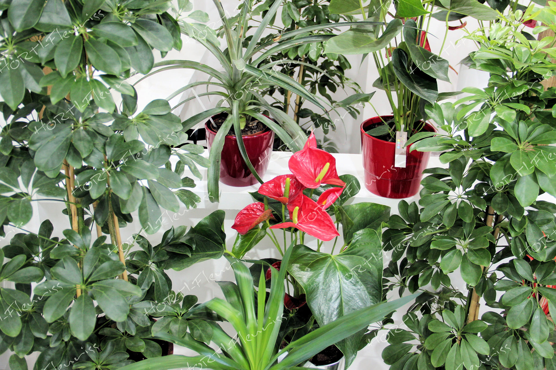 cadeaux fleuriste Vosges